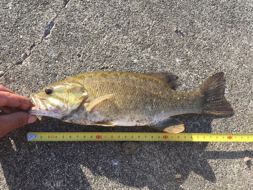 スモールマウスバスの釣果