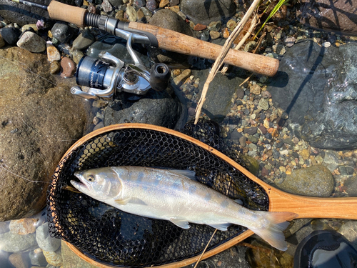 ヤマメの釣果