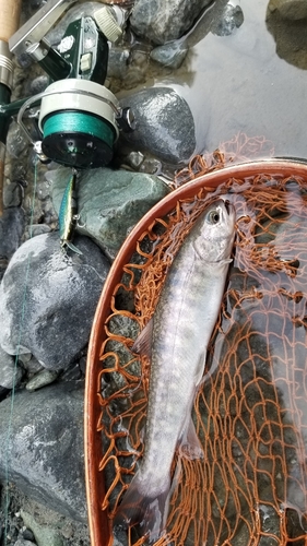 イワナの釣果