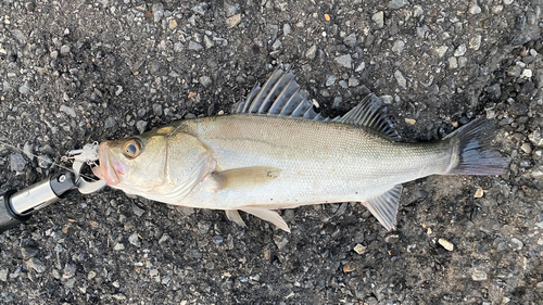 スズキの釣果