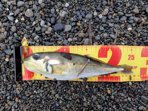 シロサバフグの釣果