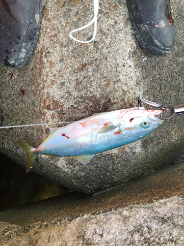 ツバイソの釣果