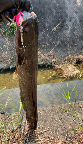 マナマズの釣果