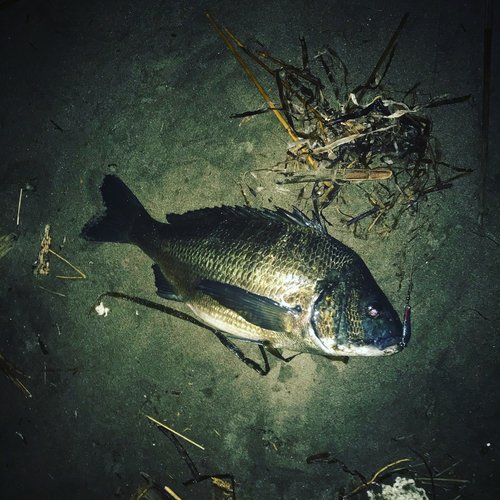 チヌの釣果