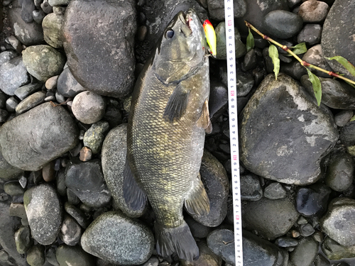 スモールマウスバスの釣果