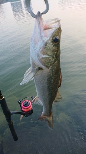 セイゴ（マルスズキ）の釣果