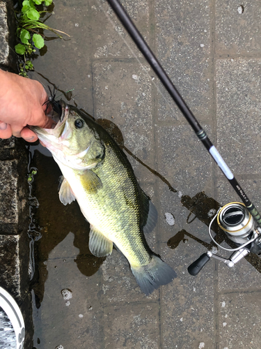 ラージマウスバスの釣果