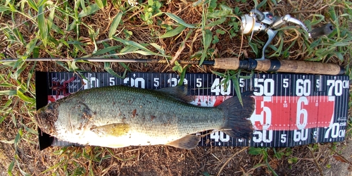 ラージマウスバスの釣果