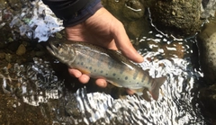 ヤマメの釣果