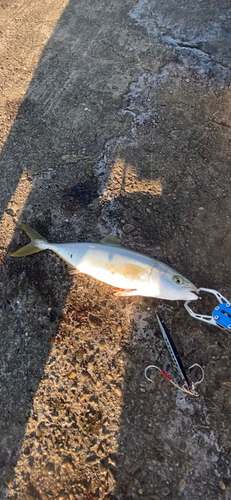 ツバスの釣果