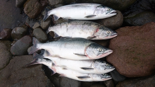 カラフトマスの釣果