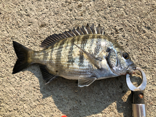 チヌの釣果