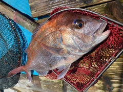マダイの釣果