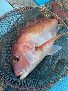 マダイの釣果