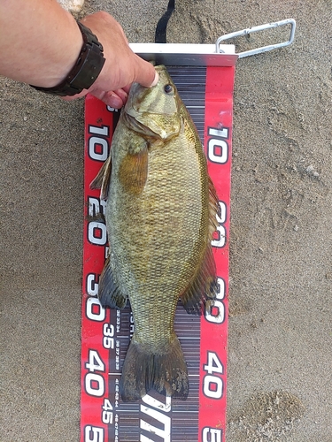 スモールマウスバスの釣果