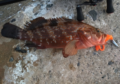 アコウの釣果