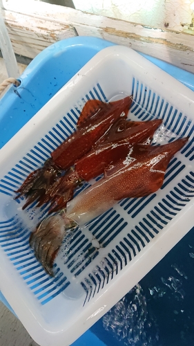 ケンサキイカの釣果