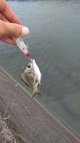 キビレの釣果