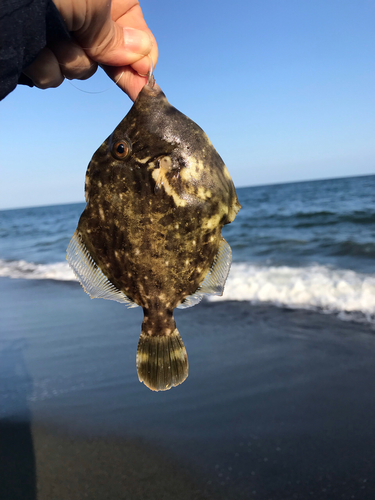 カワハギの釣果