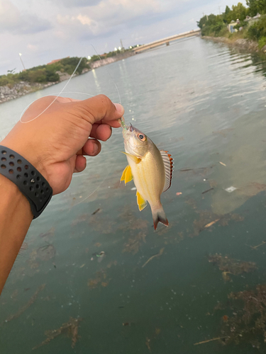 ナミフエダイの釣果