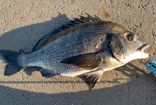 チヌの釣果