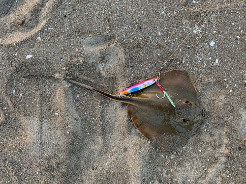 アカエイの釣果