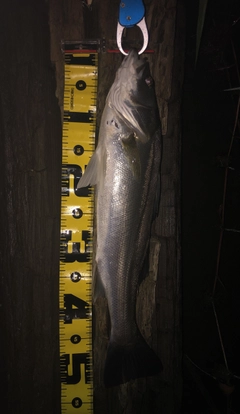 シーバスの釣果