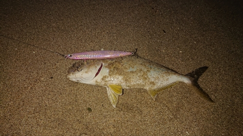 ショゴの釣果