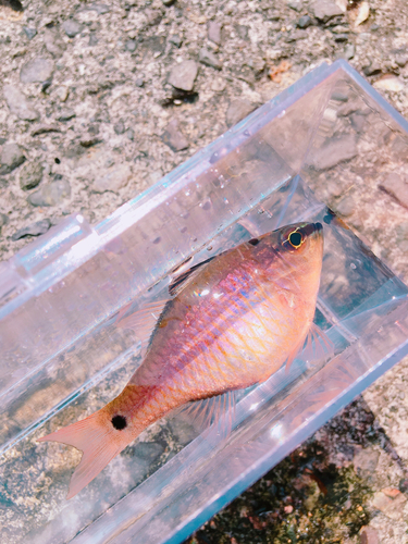 ネンブツダイの釣果