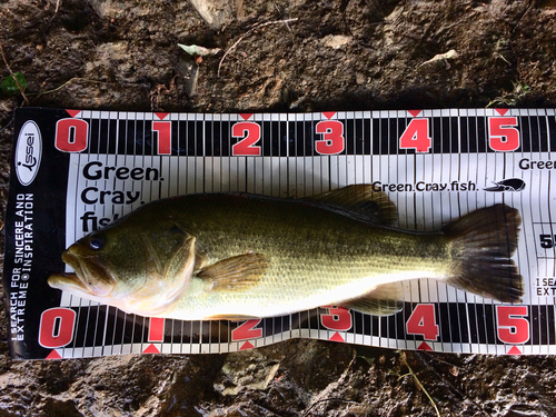 ブラックバスの釣果