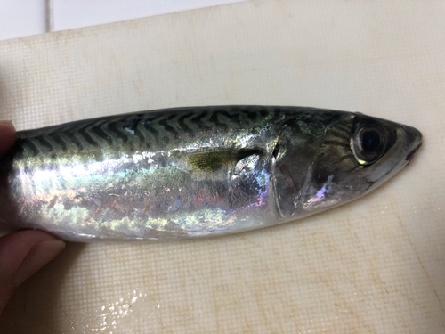 マサバの釣果