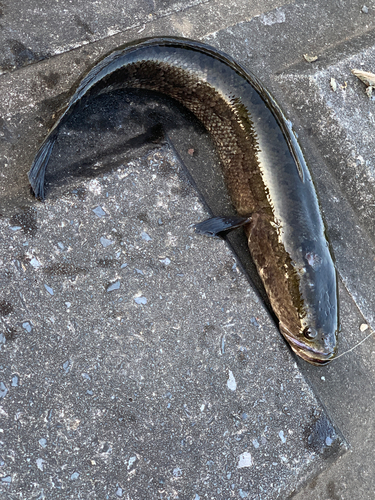 ライギョの釣果