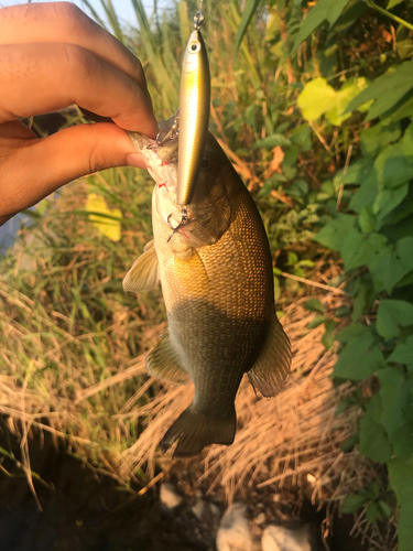 スモールマウスバスの釣果