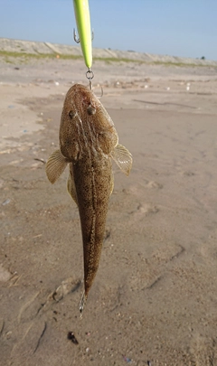 マゴチの釣果