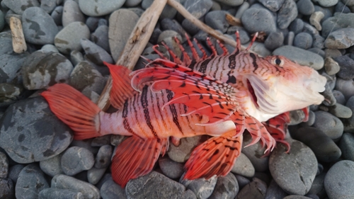 ミノカサゴの釣果