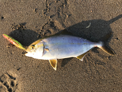 ショゴの釣果