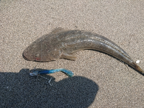 マゴチの釣果