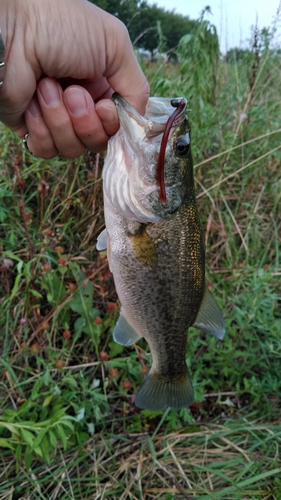 ブラックバスの釣果