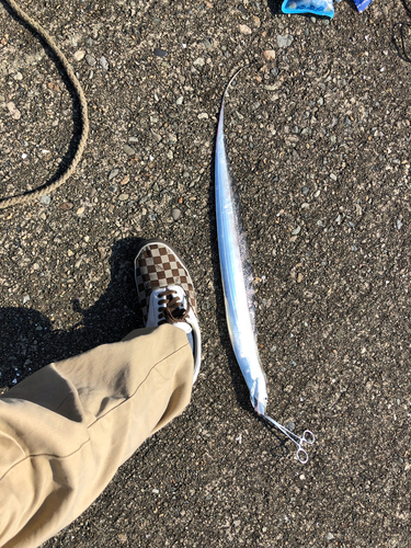 タチウオの釣果