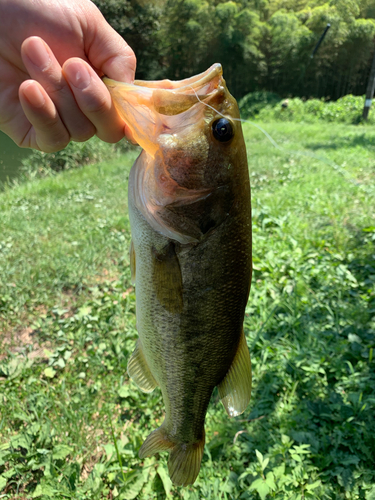 ラージマウスバスの釣果