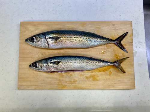 ゴマサバの釣果