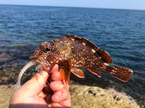 ガシラの釣果