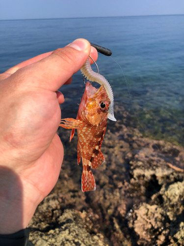 ガシラの釣果