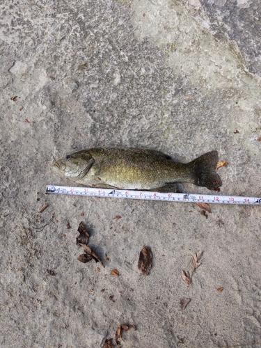 スモールマウスバスの釣果