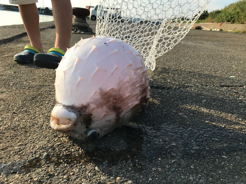 ネズミフグの釣果