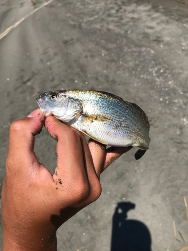 ニベの釣果