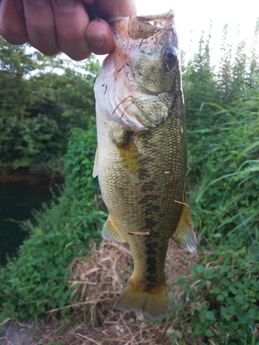 ラージマウスバスの釣果