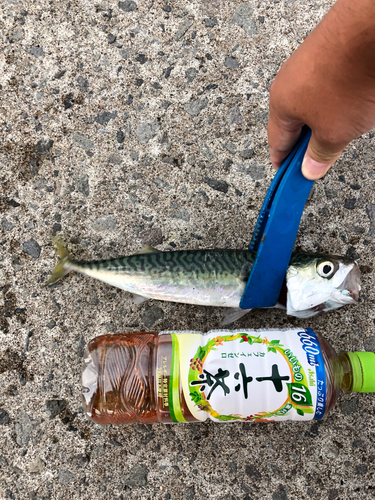 サバの釣果