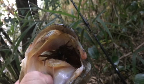 ブラックバスの釣果