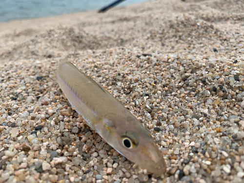 キスの釣果